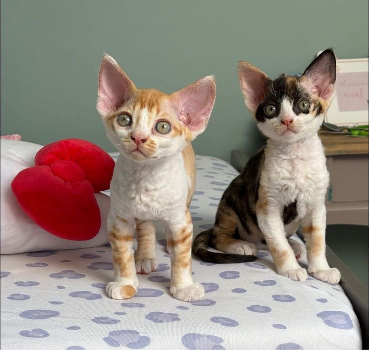 Devon rex cudowna koteczka Pusia