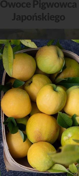 Pigwowiec japoński owoce świeże