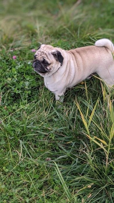 Мопс для в'язки!