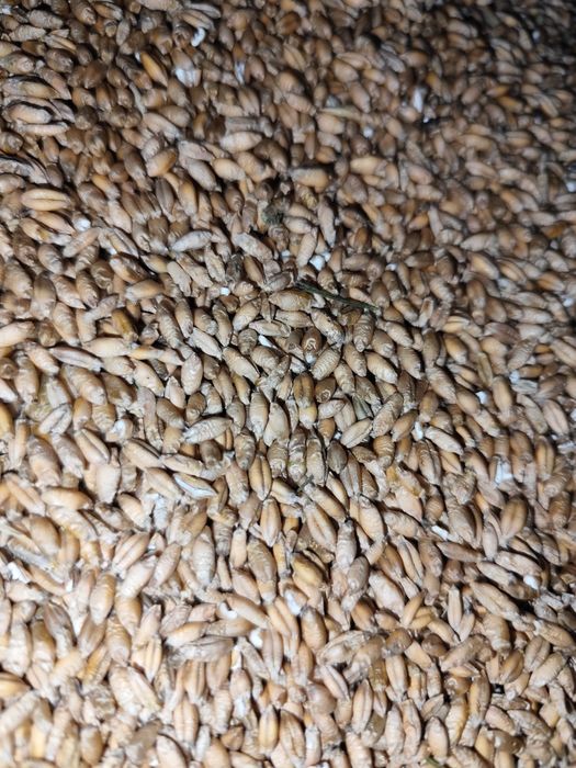 Pszenżyto Tadeus workowane