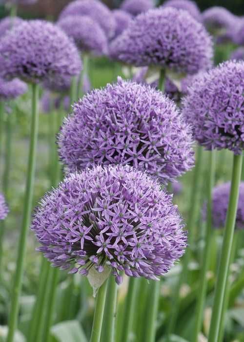 Czosnek ozdobny, Allium Globemaster, gigantyczny, olbrzymi