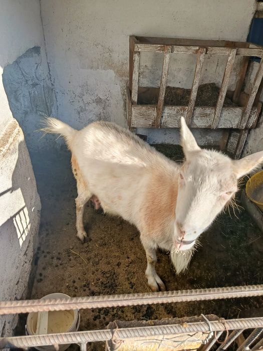 Продам козу козичка