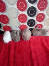 Mini lopki- króliki
