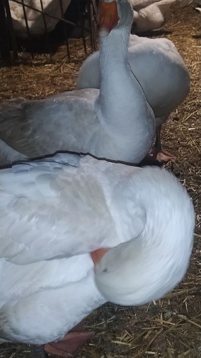 Гуси Мамути молоді і торішні