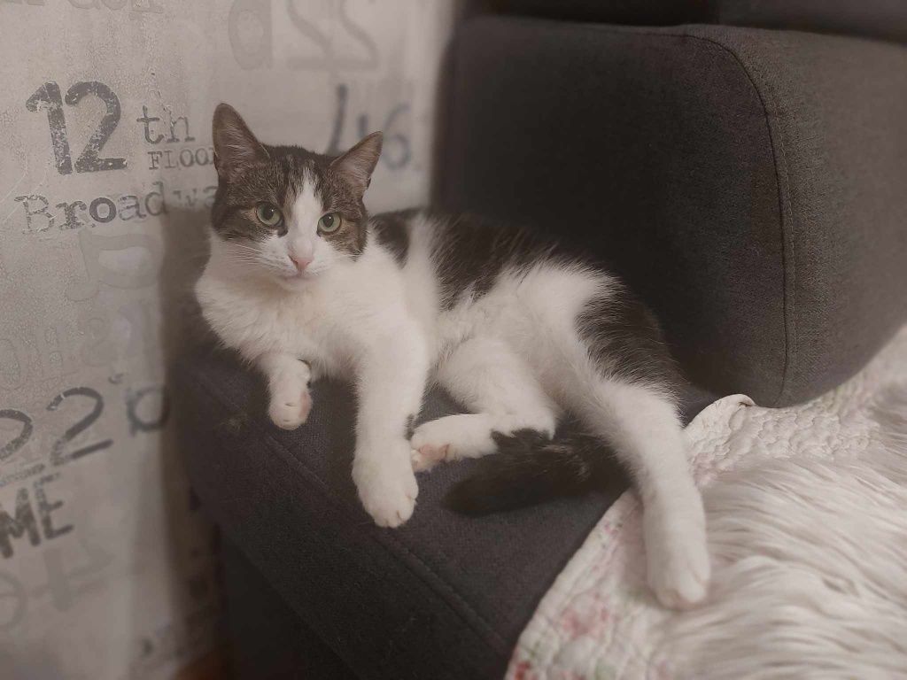 Milutka Gabrysia szuka domu