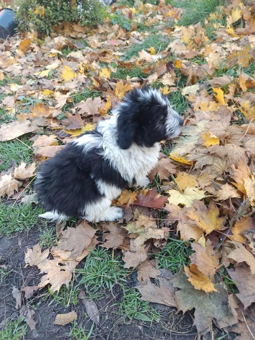 Hawańczyk szuka nowego domu