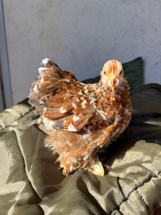 Frangos Pekin 2025