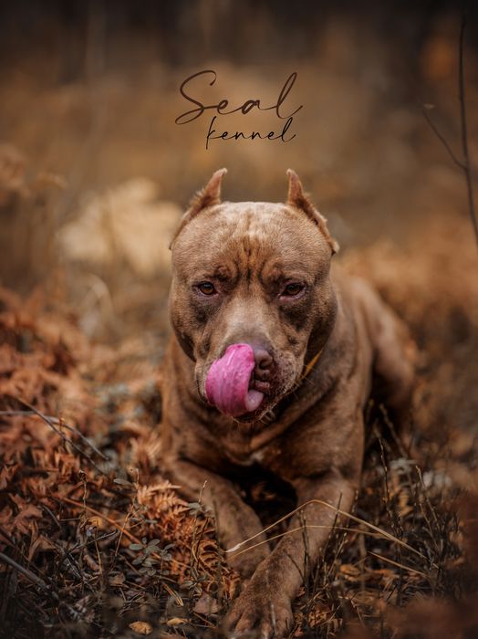 Крутезний хлопець американського пітбультерєра, пітбуль, піт, АПБТ,