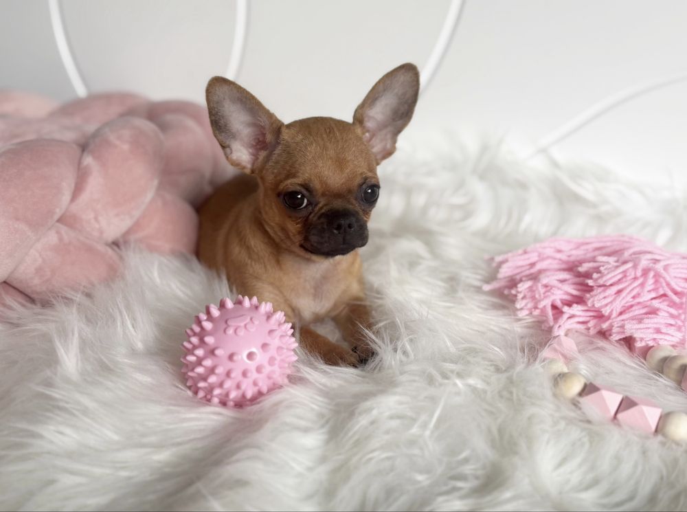 Chihuahua sliczna dziewczynka