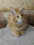 Ostatni kocurek Maine Coon z rodowodem