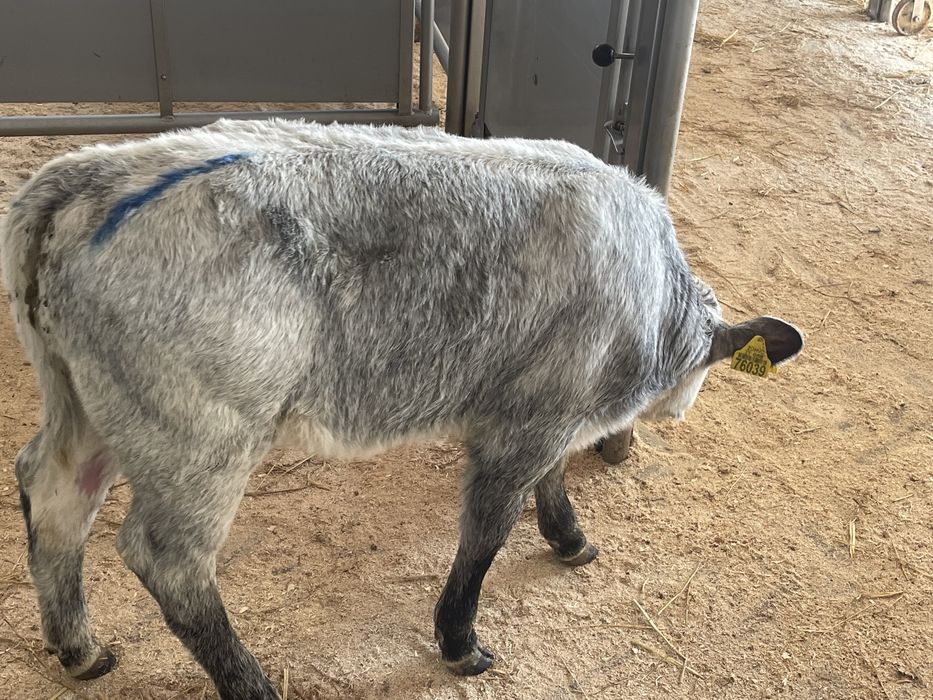 Cielaki mięsne byczki jałóweczki