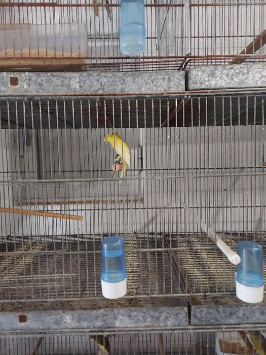 Canarios hoso japones