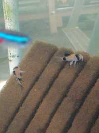 Corydoras Panda...