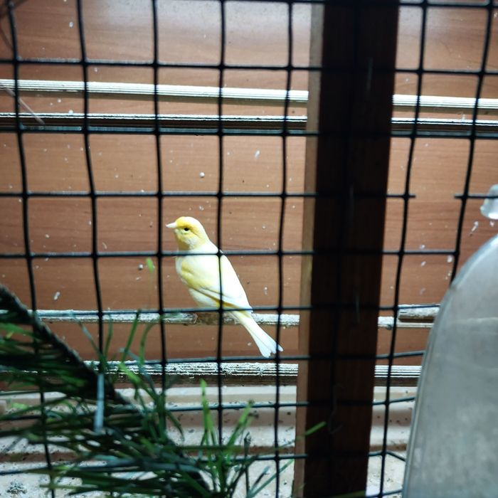 Kanarek ,kanarki,sprzedam