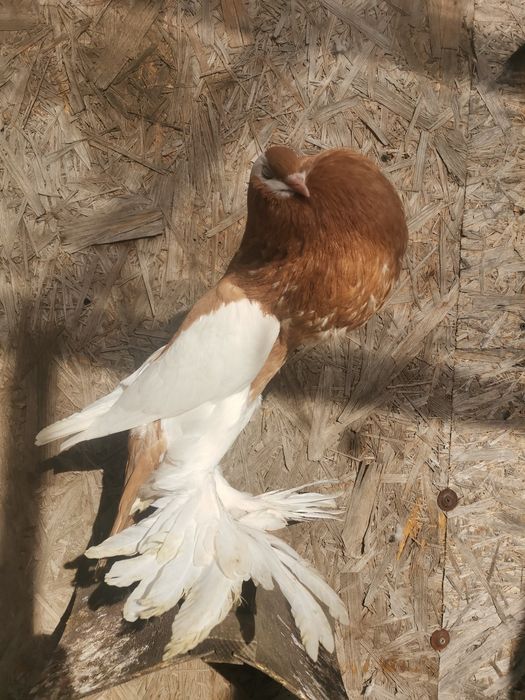 Garłacz czeski Garłacze siodłate