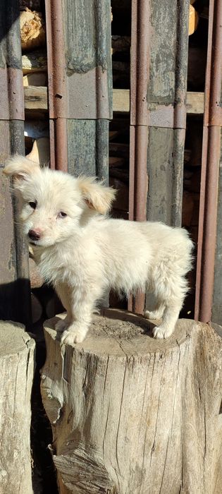 Цуценя дівчинка в добрі руки