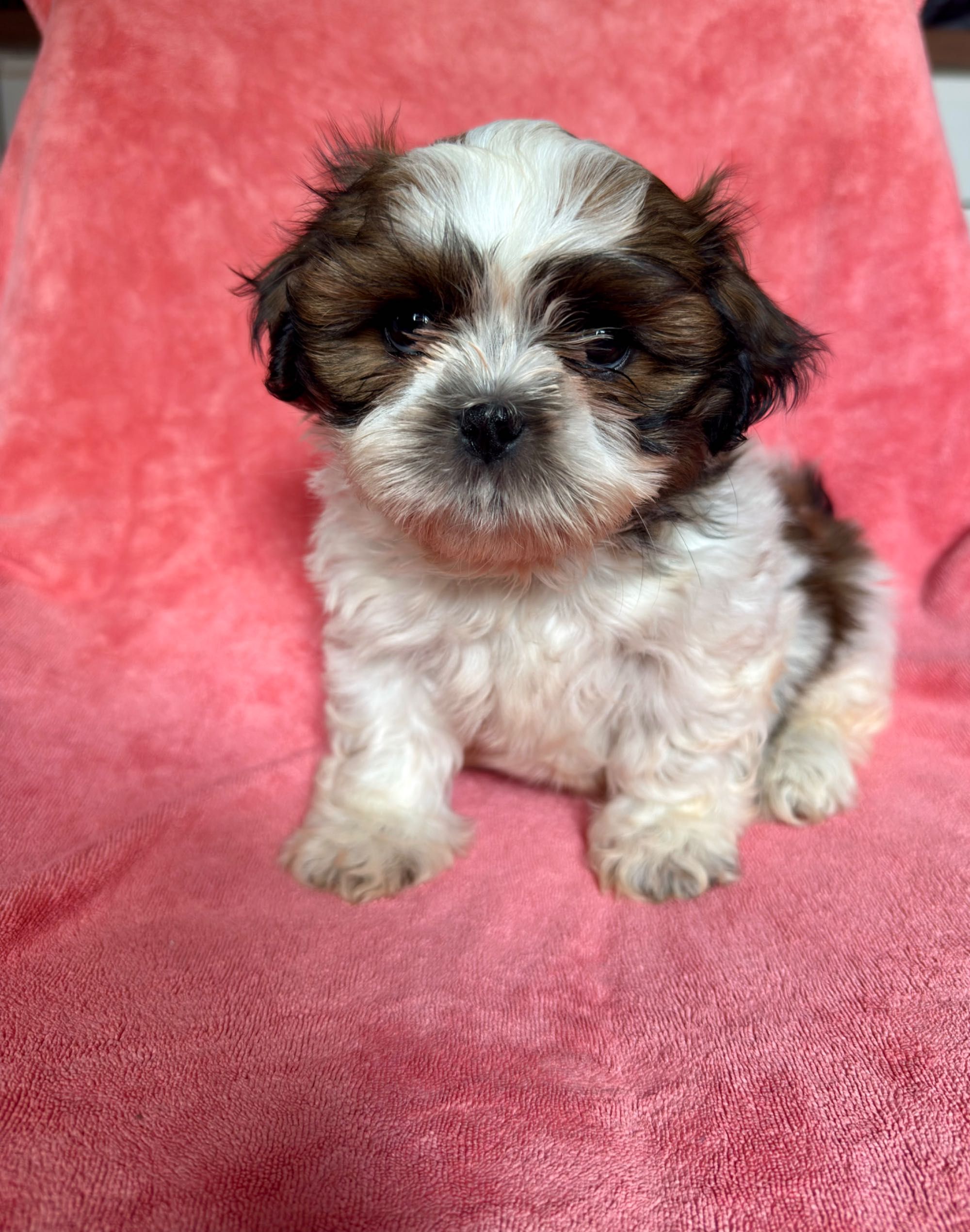 Szczeniaczek Shih Tzu gotowy do zmiany domku