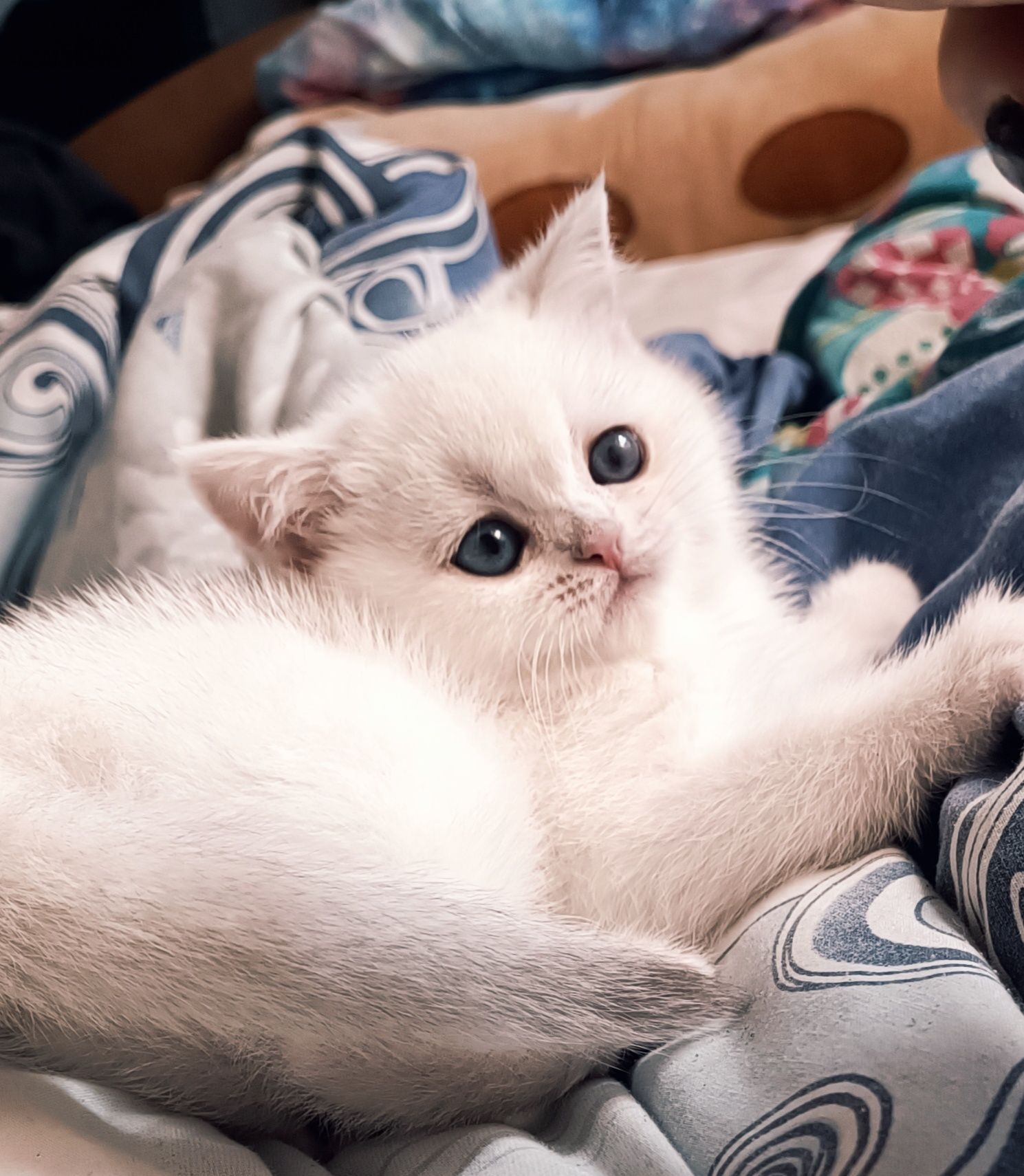 Шотландська біле кошеня шиншила