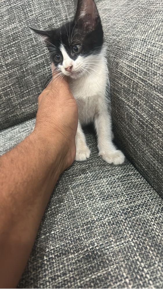 Gatinhos pra adoçao
