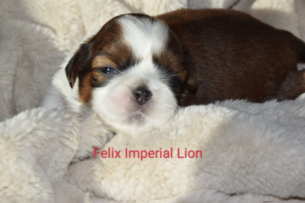 Felix Shih Tzu pies szczeniak rodowód śliczny UBEZPIECZENIE