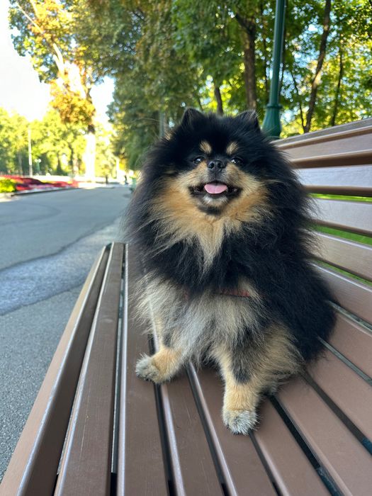 Вязка шпиц мальчик