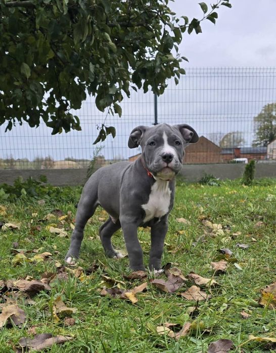 American Staffordshire Terrier Amstaff Szczeniaki do odbioru.