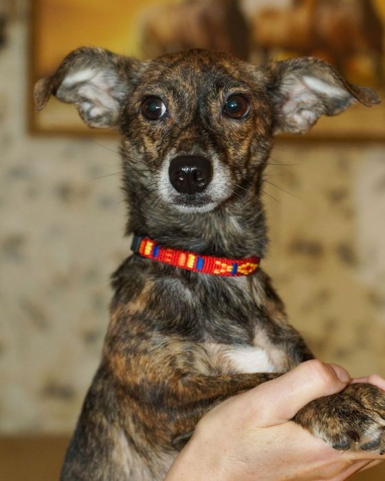 Собачки разных пород