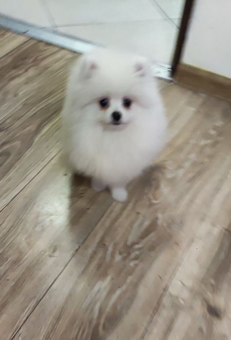 Pomeranian Szpic miniaturowy