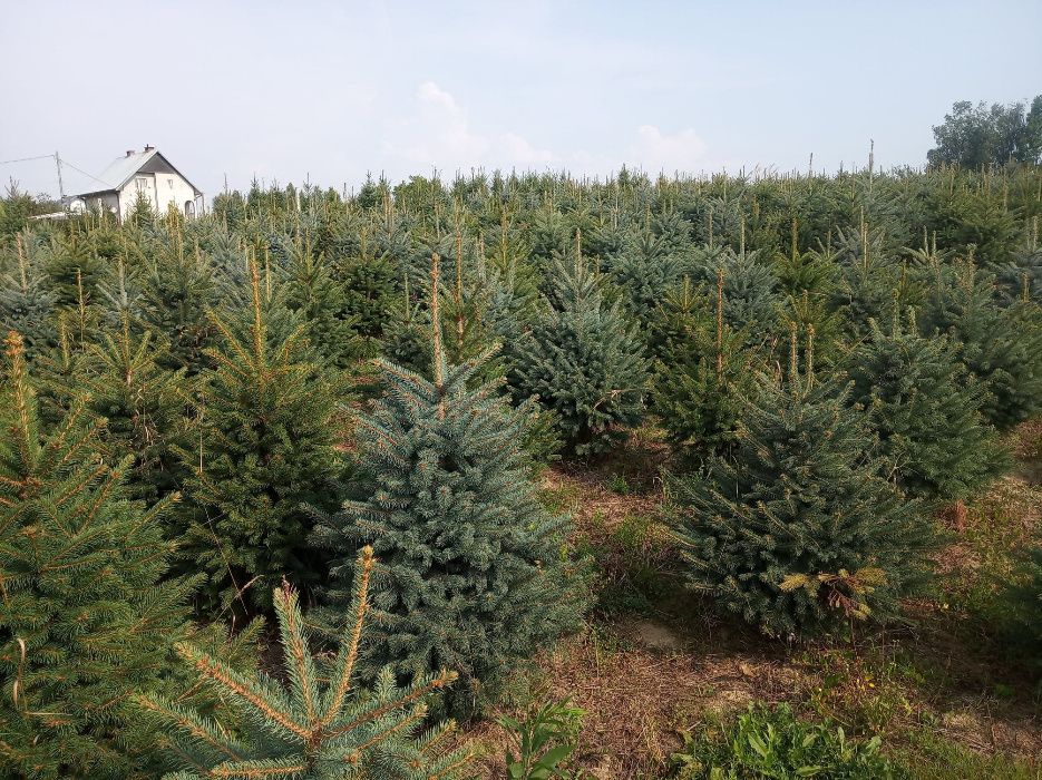 Świerk srebrny, jodła kaukaska, kalifornijska,tuje 3m, sadzimy,CHOINKI