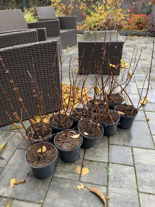 Jagoda kamczacka sadzonki 50-60 cm