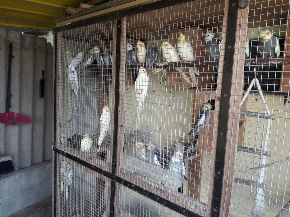 Vendo caturras de várias cor