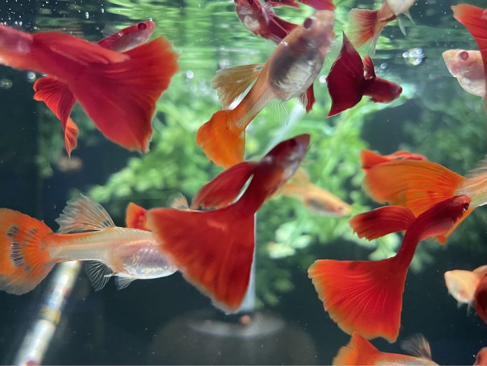 Gupik Full Red Albino