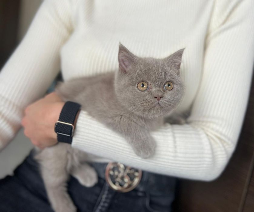 Pięknej urody Kotka Brytyjska z Rodowodem