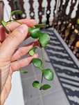 Hoya Carmelae 4 wezly