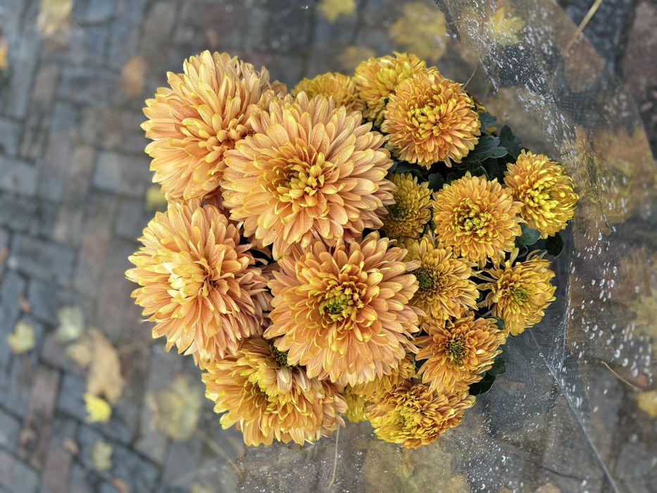 Chryzantemy chryzantemy