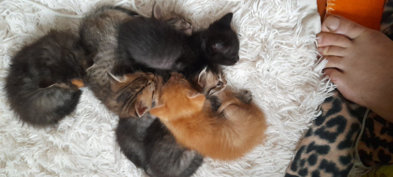 Котята віддам в добрі руки