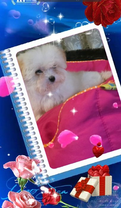 Продам Мальтипу Ф1  есть 4 девочки.