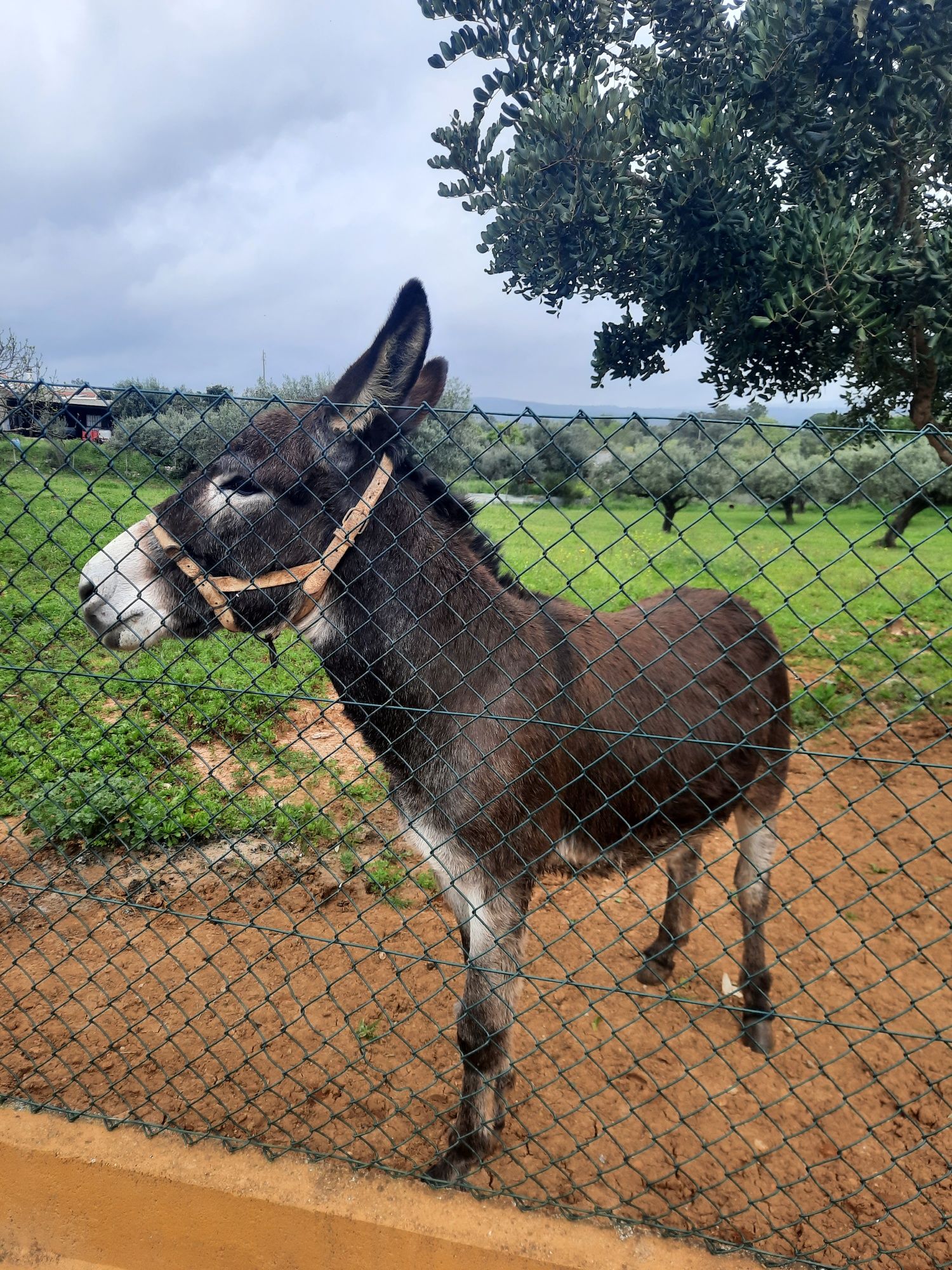 Burro com 2 anos