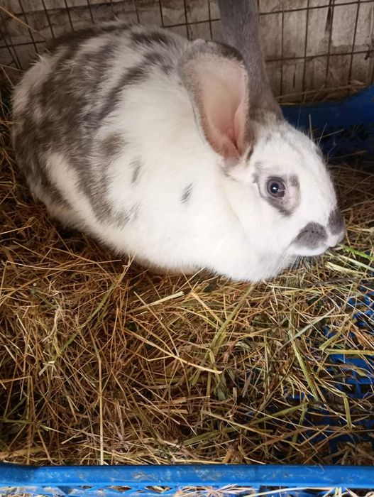 Продам кітних кролиць тиждень до окролу