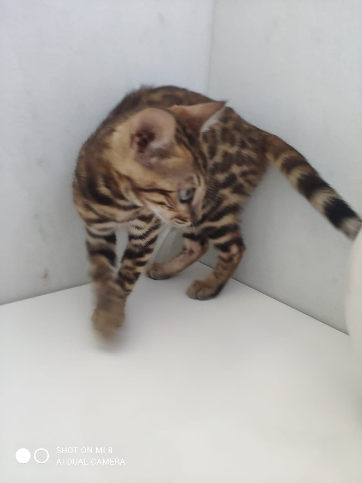 Gato de Bengal com afixo e lop,microchip