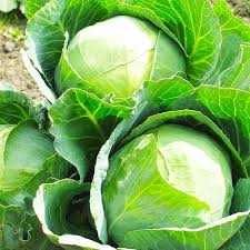 Капуста зимня, Цибулю сорт Манас ,Моркву сорт Шантане.