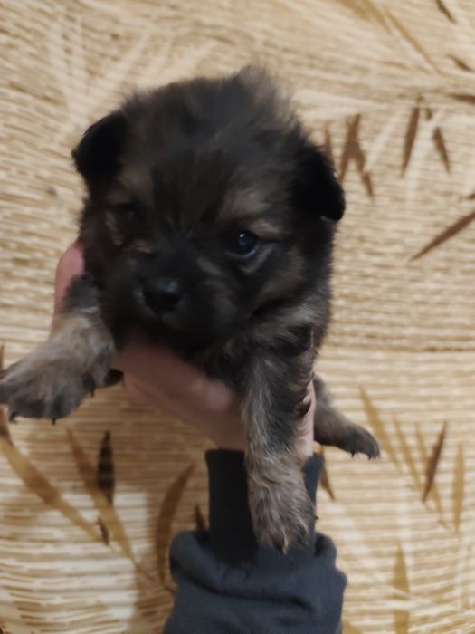 Продам щенков шпиц спайнель такси