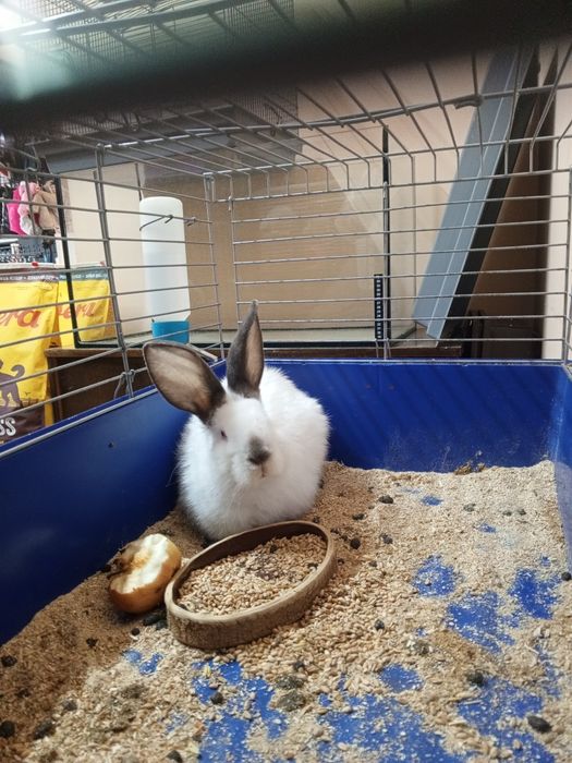 Продам кролика девочка