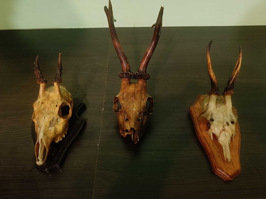 Rogi jelenia z czaszką - zestaw