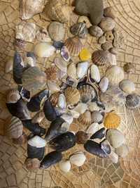 Ракушки и камни морские