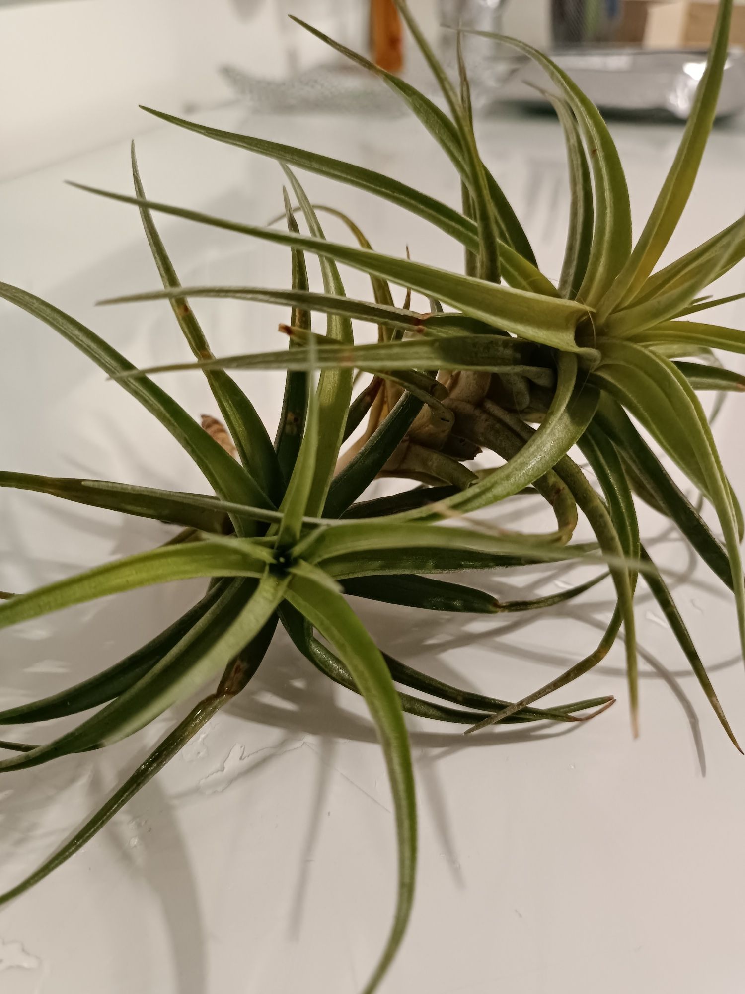 Plantas aéreas - tillandsias