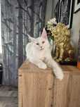 Kocurek Ideał Maine Coon