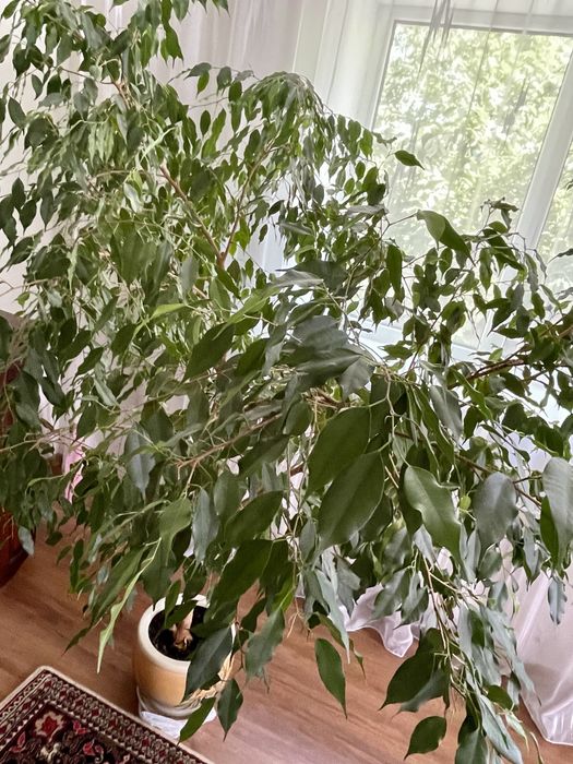 Фікус бенджаміна 1,9м
