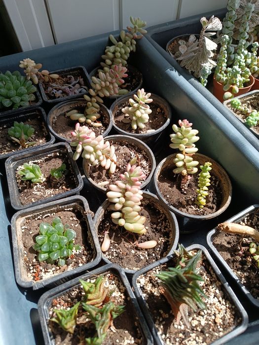 Седум Аврора, очиток