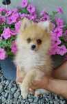 Szpic miniaturowy pomeranian piesek